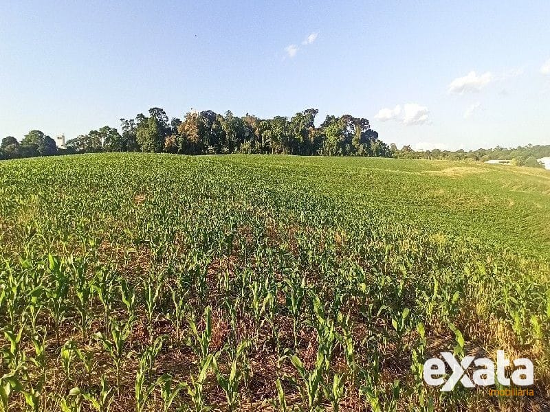 ÁREA DE TERRA - PALMITAL