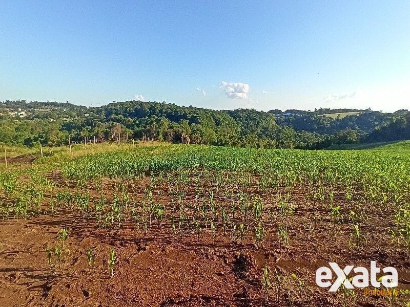 ÁREA DE TERRA - PALMITAL 6