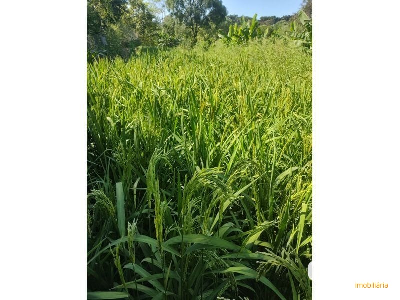 SITIO - MARECHAL BORMANN 4